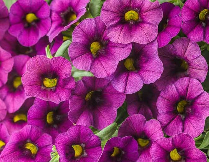 Calibrachoa 'Superbells Plum', Superbells Plum Calibrachoa, Mounding Calibrachoa, Trailing Calibrachoa, Purple Calibrachoa, Purple Flowers